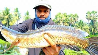 Monster Snakehead fish catching || How to catch Snakehead  on Frog lure