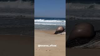 Baleia encalhada no recreio Rio-de-janeiro #animais #baleiajubarte #praias #recreio #encalhada