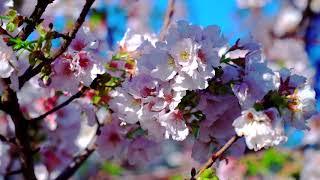 台北陽明山 中山樓門口-白色櫻花滿開 (jeff 4K VIDEO ) Cherry blossoms  Zhongshan Tower, Yangmingshan TAIPEI#JEFF0007