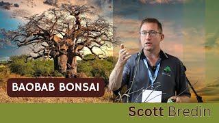 Baobab Bonsai with Scott Bredin