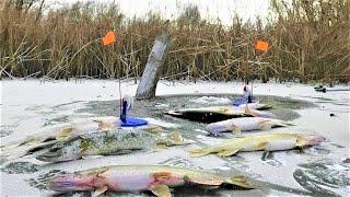 TONS OF FISH IN STUMPS !!!! THE FIRST ICE and ZHOR !!! Winter fishing for pike with zherlitsami