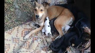 Brown Stray dog gave birth to five babies | Episode 2 | Mountain Village | Autumn #trending #youtube