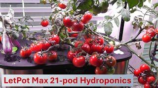 Tomatoes & Eggplants - LetPot Max 21-pod Hydroponics System | A real review