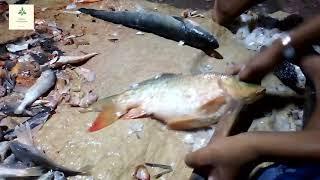 Mirror carp Fish Cutting Skills | Amazing Fish Cutting Skills - Fish Cutting Video in Fish Market.