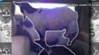 What do diapers, goats and Jose Canseco have in common?