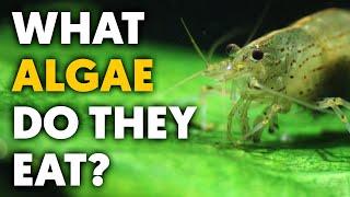 Dwarf Shrimp  Types Of Algae They Eat & Avoid (Complete Guide)