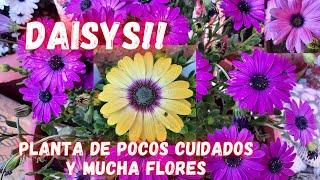 DAISY!  PLANTA que NO Necesita de Muchos CUIDADOS | plantas con muchas flores | MARGARITAS