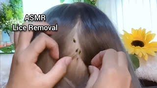 ASMR Scalp Check and lice Removal | No Talking 