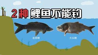 不是什么鲤鱼都能钓的！这2种鲤鱼是国家二级保护动物，钓不得！