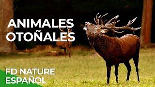 Otoño, Los Colores de la Naturaleza | Free Documentary Nature - Español