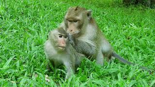 OMG! MAK REALLY FORCE AND RAPE YOUNG LADY MONKEY!