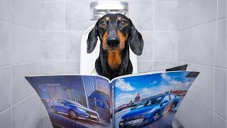 Big Family, Little Car! Cute & funny dachshund dog video!