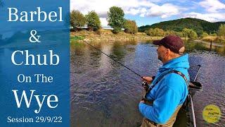 River Wye Barbel Fishing - Trotting The Stick Float - 29/9/22 (Video 349)