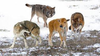 Tragic Moments! When Cunning Wolves Encircle a Calf