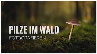 Das kannst Du auch! Pilze im Wald fotografieren!