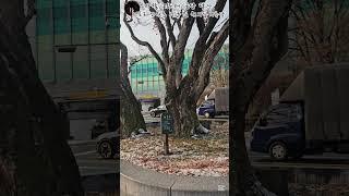 [사찰/굿당/기도터 답사] 서울 서초구 신원동 서낭 / 원지동 미륵당(주소는 설명메뉴 참고)