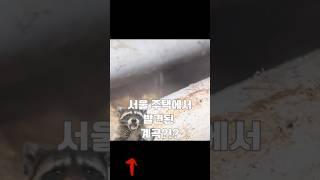 서울 주택에서 발견된 계곡!?!(노량진 주택누수) #plumbing #waterleak #누수 #plumber #누수공사 #누수탐지 #인테리어 #노량진 #사당 #신림 #화곡동