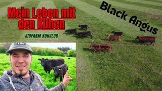 Das Sind Black Angus. Familien Bio Betrieb  [4k]