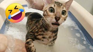 Funniest Animals 2023 Best Funny Cats and Dogs  | Petopia TV