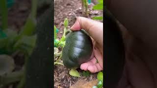 Today harvest #zuchinni #squash #cucumbers #harvest #theloveforgardening