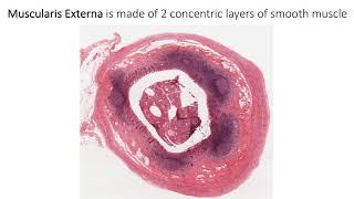 Histology with Chimmalgi: Vermiform Appendix