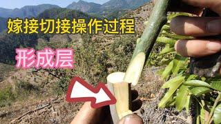 芒果切接操作過程，適合新手的嫁接方式，你要來學一下嗎？            Mango cutting operation process, suitable for novice grafting