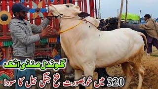 Gondal Mandi Attock Latest Update March 2025 | Qurbani Bakra Eid Collection Fatehjangi Desi Bulls