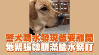 警犬喝水發現爸要離開　牠緊張轉頭滿臉水緊盯｜寵物動物｜黏人｜狗狗