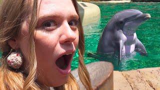 Dolphin Nursery at SeaWorld Orlando: The Cutest Little Dolphins!