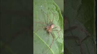 Brown Daddy-long-legs / Сенокосец обыкновенный #shorts