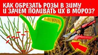 ОБРЕЗКА РОЗ ОСЕНЬЮ ПО ТИПУ РОСТА. ЧАЙНО-ГИБРИДНАЯ. ФЛОРБУНДА. ПЛЕТИСТАЯ. КАК ПРАВИЛЬНО?