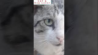 #Compilation  #cat #Dog  #cat dog diary   street cat Cat & Dog Lover/ beuty Compilation