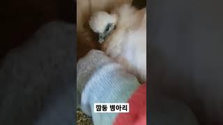 깜둥병아리 탄생 #오골계 #턱보오골계 #병아리