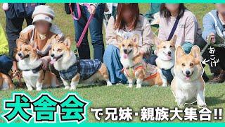 【犬舎会】そっくりさんばっかり？今年も親族に会いに犬舎会へ行きました！【陽だまりドッグラン】