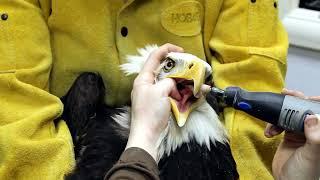 Coping our patients at the Alaska Raptor Center