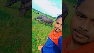 Buffalo life in village #youtube #youtubeshorts #viralvideo #shorts #youtubeshorts #love