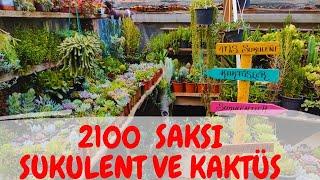 2100 SAKSI SUKULENT KAKTÜS VE ÇİÇEKLERİM BİRLİKTE BAHÇE TURU #sukulent #kaktus #flowers #garden