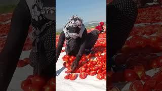 Cut fresh tomatoes into pieces outdoors #amazing #satisfying