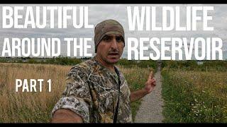 Beautiful Wildlife Around The Reservoir - Part 1 (birds, insects and lovely scenery)