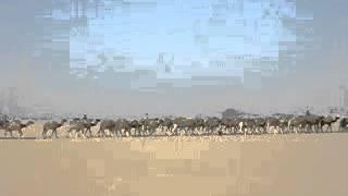 Salt caravan coming from Agadez to Fachi, Tenere, Niger