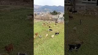 #shorts #watch #mustwatch #goats #cow ##caws #trending #viralshorts #shortsfeed #naturelovers #goats