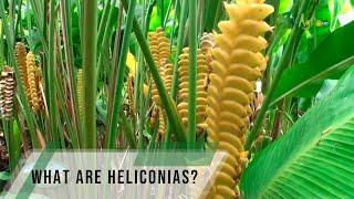 What are heliconias