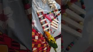 Inspection time New toys Quality check by Sunconure  #sunconure #sunconurebird #india