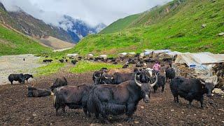 Most Peaceful & Very Relaxing Nepali Himalayan YAK Herdsmen's Life in Dolpa Nepal |Documentary Video