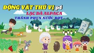 Lạc Đà Alpaca - Thánh phun nước bọt | #kienthucthuvi #hoathinh #kienthuc #giaitri