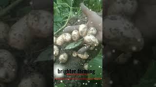 7080 Din per Aalu ki fasal aur aalu ka size#brighterfarming#Shortfeed