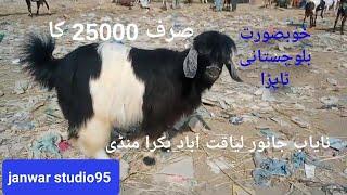 Lalukhet Maweshi Mandi | Balochistani Tapra Goat | نایاب بکرا |  Nov- 16 - 2023 | Liaquatabad mandi