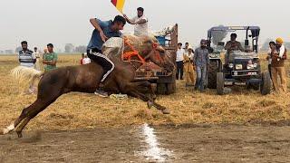 Babarpur (Ludhiana) || Horse Racing || 16th Nov’24