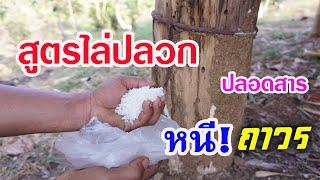 สูตรไล่ปลวกปลอดสาร ไม่ต้องพึ่งเคมี แต่ปลวกหนีถาวร