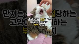 만지는 순간 손절당하는 고양이 3가지 부위